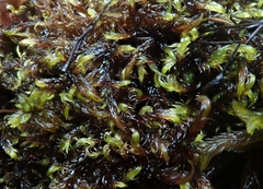 Warnstorfia fluitans