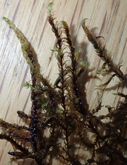 Warnstorfia fluitans