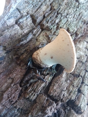 Cerioporus squamosus