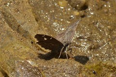Coladenia