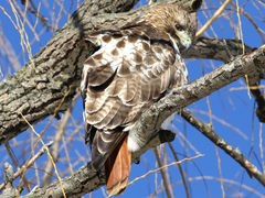 Buteo jamaicensis