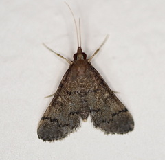 Piletocera macroperalis