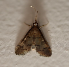 Piletocera macroperalis