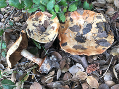 Cortinarius xanthodryophilus