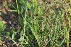 Eragrostis autumnalis