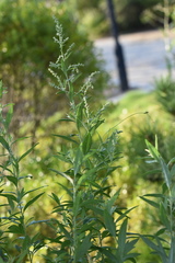 Artemisia argyi
