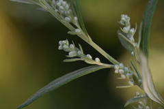 Artemisia argyi