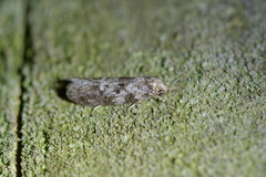 Trachypepla photinella