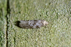 Trachypepla photinella