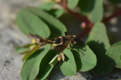Panaorus csikii