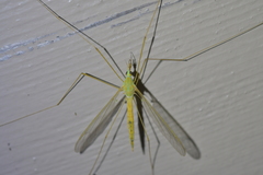 Leptotarsus virescens