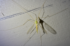 Leptotarsus virescens