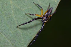 Mopsolodes australensis