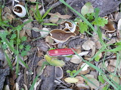 Otidea alutacea