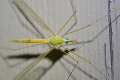 Leptotarsus virescens