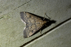 Proternia philocapna