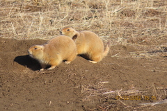 Cynomys ludovicianus