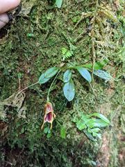 Masdevallia molossoides
