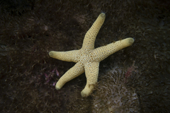 Nectria macrobrachia