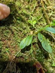 Masdevallia molossoides