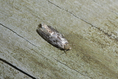 Trachypepla photinella