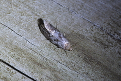 Trachypepla photinella