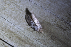 Trachypepla photinella