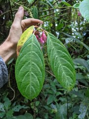 Drymonia conchocalyx