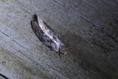 Trachypepla photinella