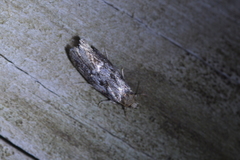 Trachypepla photinella