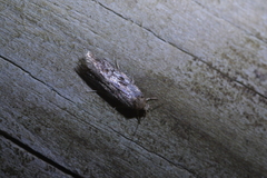 Trachypepla photinella