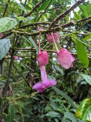 Drymonia conchocalyx