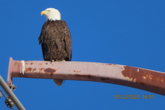 Haliaeetus leucocephalus