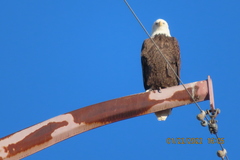 Haliaeetus leucocephalus
