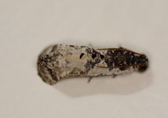 Oriodryas olbophora