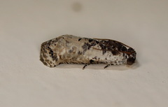 Oriodryas olbophora