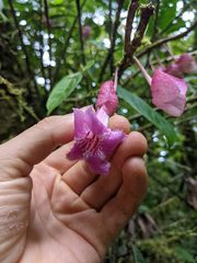 Drymonia conchocalyx