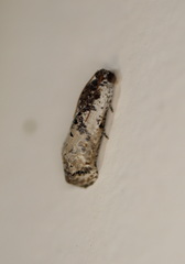 Oriodryas olbophora