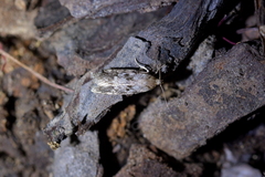 Trachypepla photinella