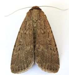 Spaelotis bicava