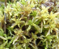 Sphagnum balticum