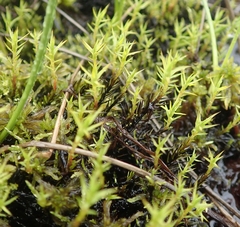 Polytrichum jensenii