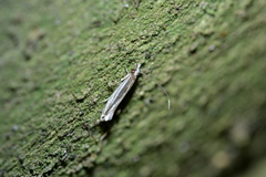 Erechthias stilbella