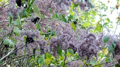 Heliocarpus donnellsmithii