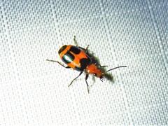 Lebia bitaeniata