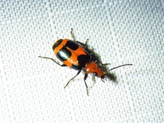 Lebia bitaeniata