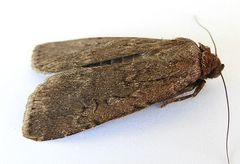 Spaelotis bicava
