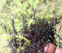 Polytrichum jensenii