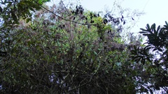 Heliocarpus donnellsmithii