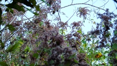 Heliocarpus donnellsmithii